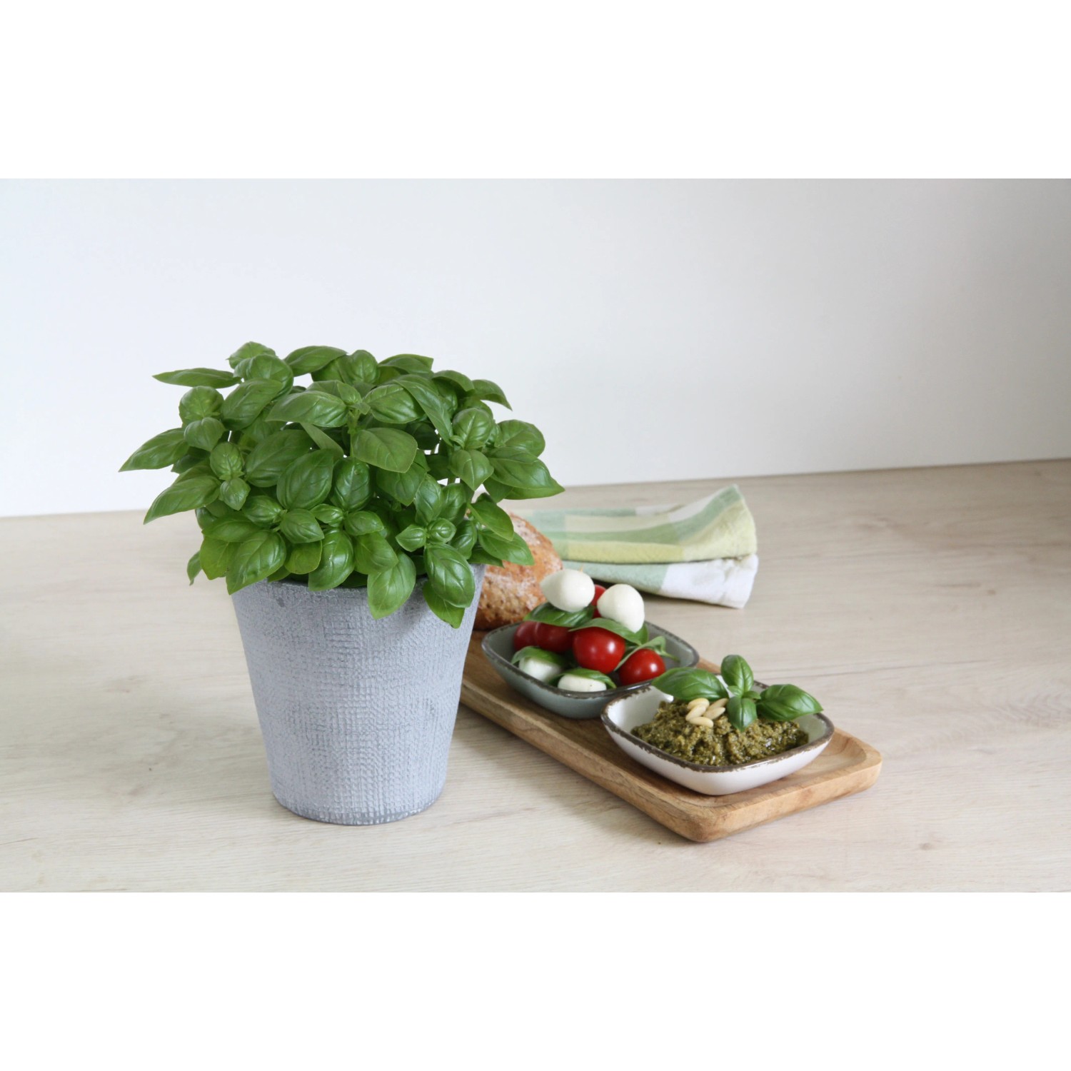 Blu Bio Genoveser Basilikum Topf  12 cm kaufen bei OBI