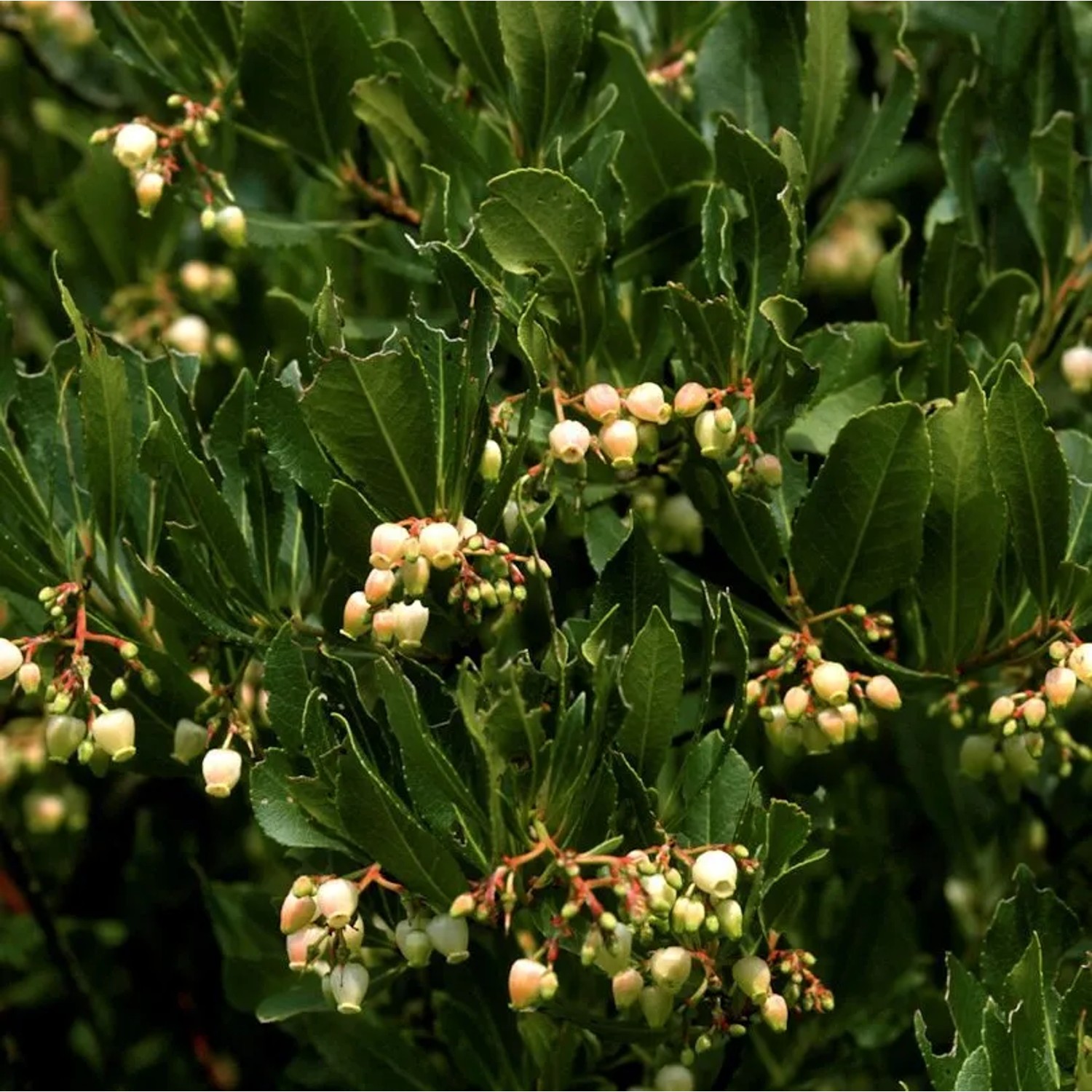 Erdbeerbaum Quercifolia 60-80cm - Arbutus unedo