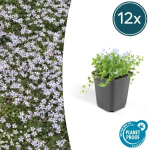 Blauer Bubikopf Bodendecker im 9cm Topf, 12er Set. Zarte, blaue Blüten. Ideal als Rasenersatz.