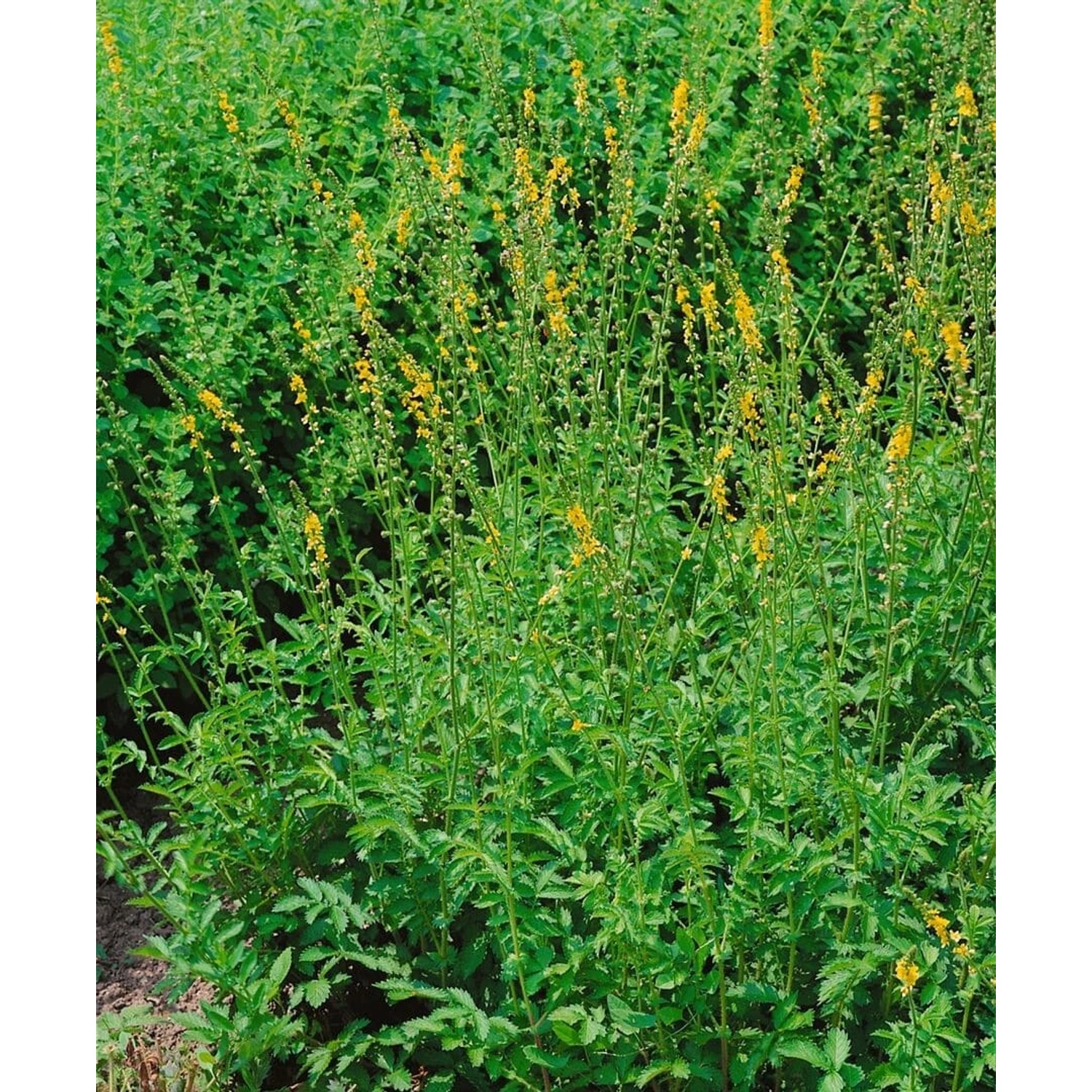 Agrimonia Eupatoria Odermennig Ca. 9x9 cm Topf günstig online kaufen