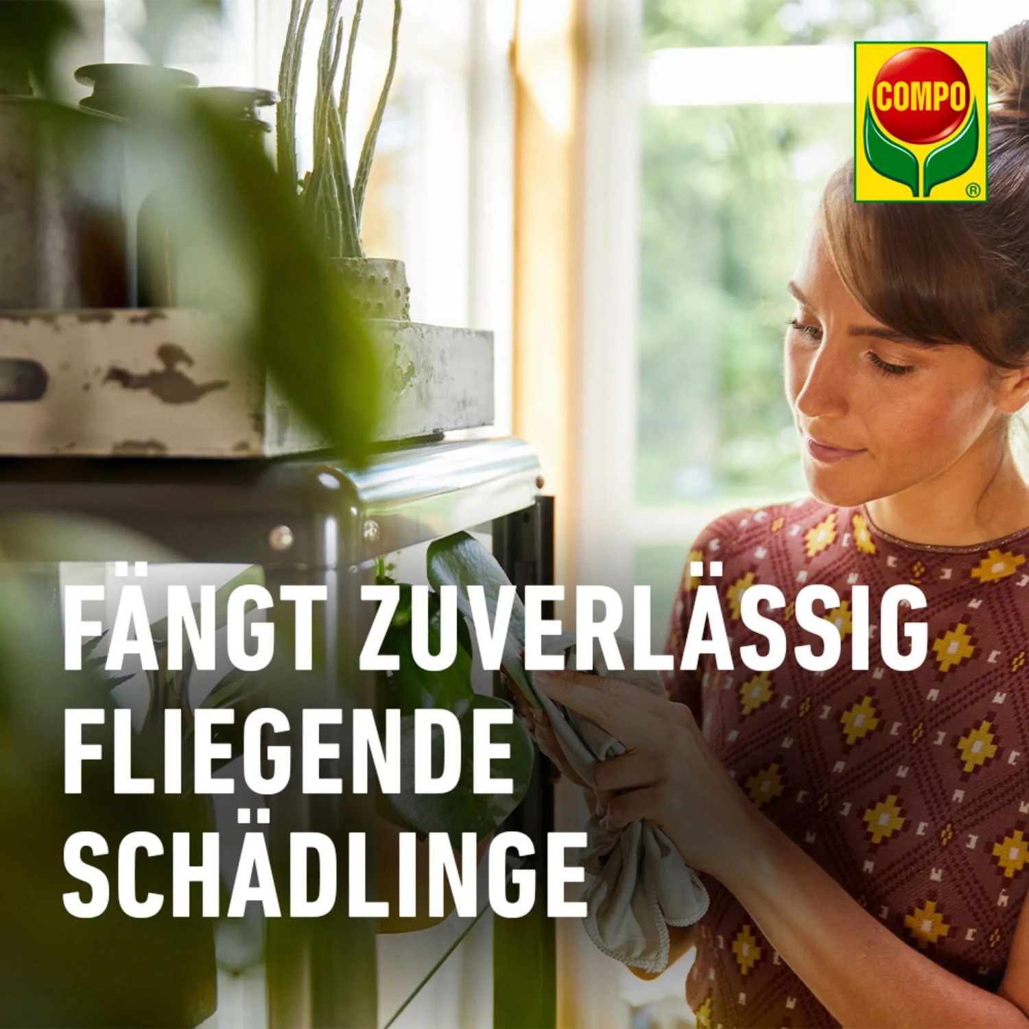 Frau befestigt Compo BIO Gelbsticker an Pflanze. Leimfalle gegen fliegende Schädlinge im Haus.