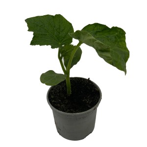 Junge Bio Schlangengurke (Cucumis sativus) im Topf, grüne Blätter.