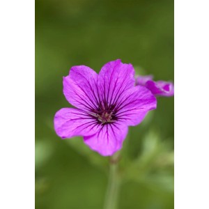 Nahaufnahme einer magentafarbenen Blüte des Armenischen Storchschnabels (Geranium Psilostemon Patricia).