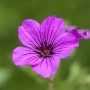 Nahaufnahme einer magentafarbenen Blüte des Armenischen Storchschnabels (Geranium Psilostemon Patricia).