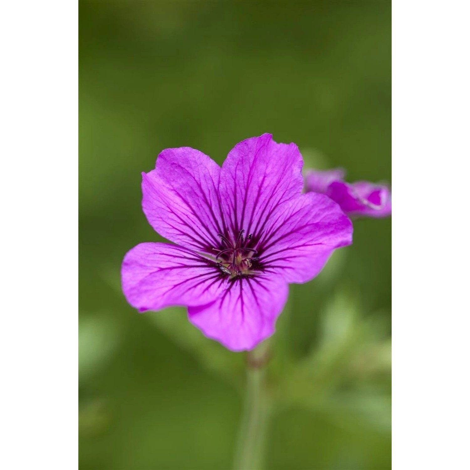 Geranium Psilostemon Patricia Armenischer Storchschnabel Ca. 11x11 cm Topf günstig online kaufen