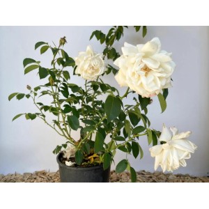 Baumfink Kletterrose Ilse Krohn Superior im Topf mit cremeweißen Blüten.