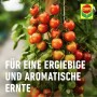 Tomatenpflanze mit reifen, roten Tomaten, gedüngt mit Compo Bio Tomaten- und Gemüse Düngestäbchen.