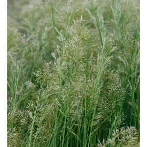Reitgras Avalanche - Calamagrostis acutiflora