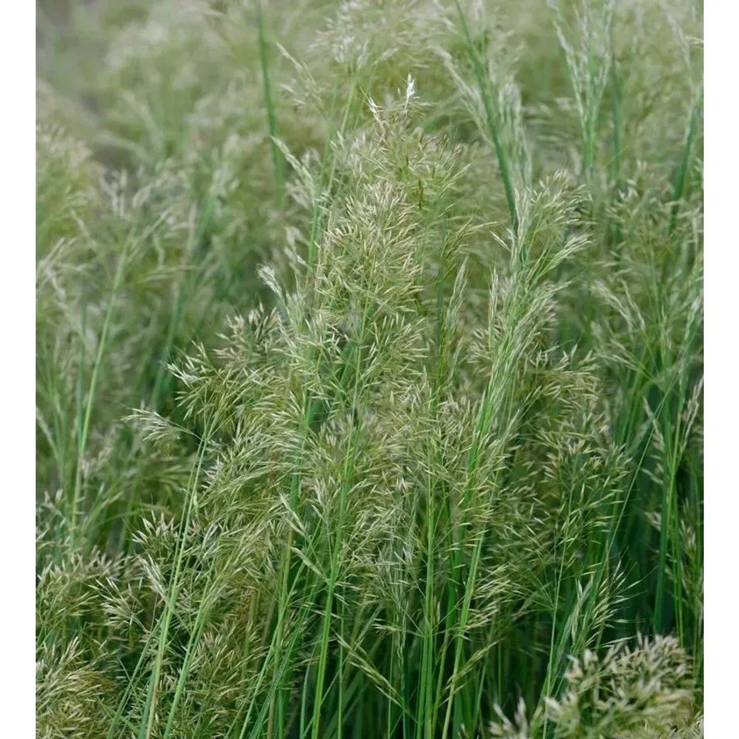 Reitgras Avalanche - Calamagrostis acutiflora