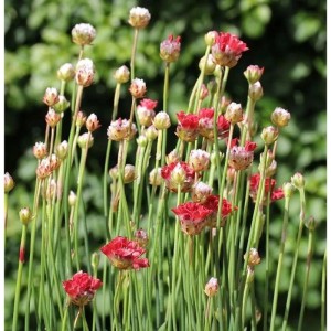 Grasnelke 'Ballerina Red': Rote Blütenbälle auf schlanken Stielen, eine attraktive Staude.