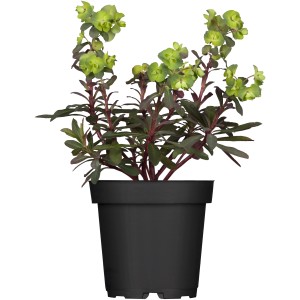 Wolfsmilchgewächs Mix im Topf, grüne Zimmerpflanze für sonnige Standorte.