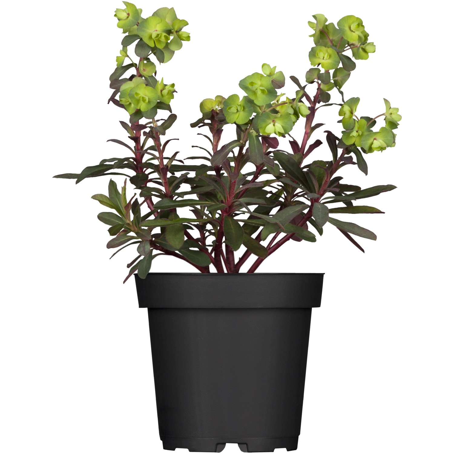 hafer saatgut bio BIO Saatgut Getreide Sommerhafer – Biogartenladen main image 1