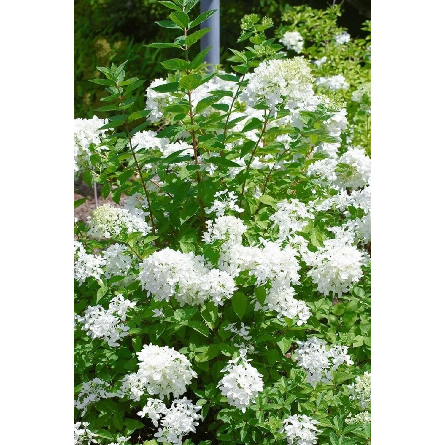 Rispenhortensie 'Polar Bear' mit üppigen, weißen Blüten im Garten.