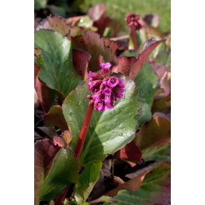 Nahaufnahme der rosa Blüte und der grünen Blätter der Bergenie 'Admiral' Staude.