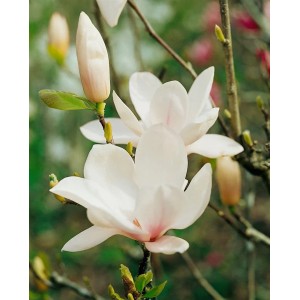 Nahaufnahme: Weiße Blüten der Magnolia Soulangiana Alba Superba, einer Tulpen-Magnolie.