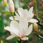 Nahaufnahme: Weiße Blüten der Magnolia Soulangiana Alba Superba, einer Tulpen-Magnolie.