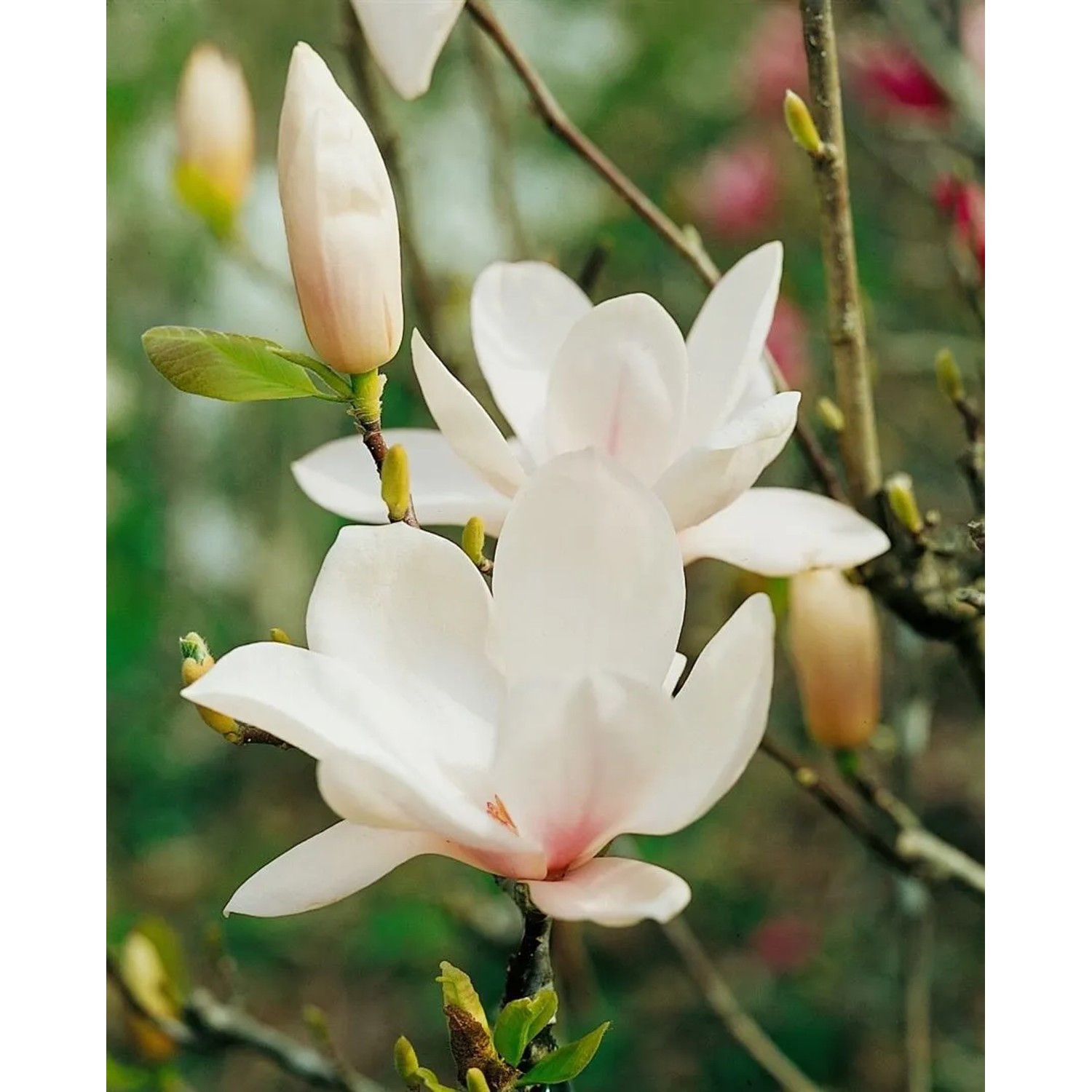Nahaufnahme: Weiße Blüten der Magnolia Soulangiana Alba Superba, einer Tulpen-Magnolie.