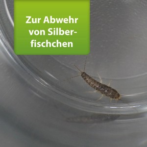 Silberfischchen in Falle, bekämpft mit Ardap Repell Spray.