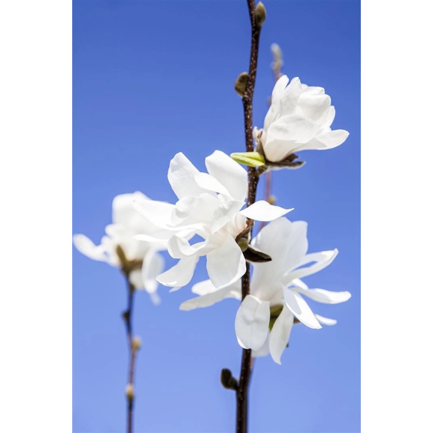 Magnolia Stellata Sternmagnolie Waterlily 60-80 cm günstig online kaufen