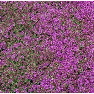 Zitronenquendel Creeping Red - Thymus praecox