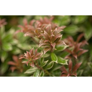 Detailaufnahme der Japanischen Lavendelheide 'Little Heath' mit rosa-grünem Laub.