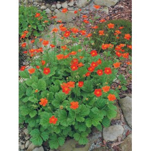 Orange GROW by OBI Nelkenwurz (Geum) im Topf, ca. 13 cm Ø. Winterharte Kübelpflanze mit leuchtenden Blüten.