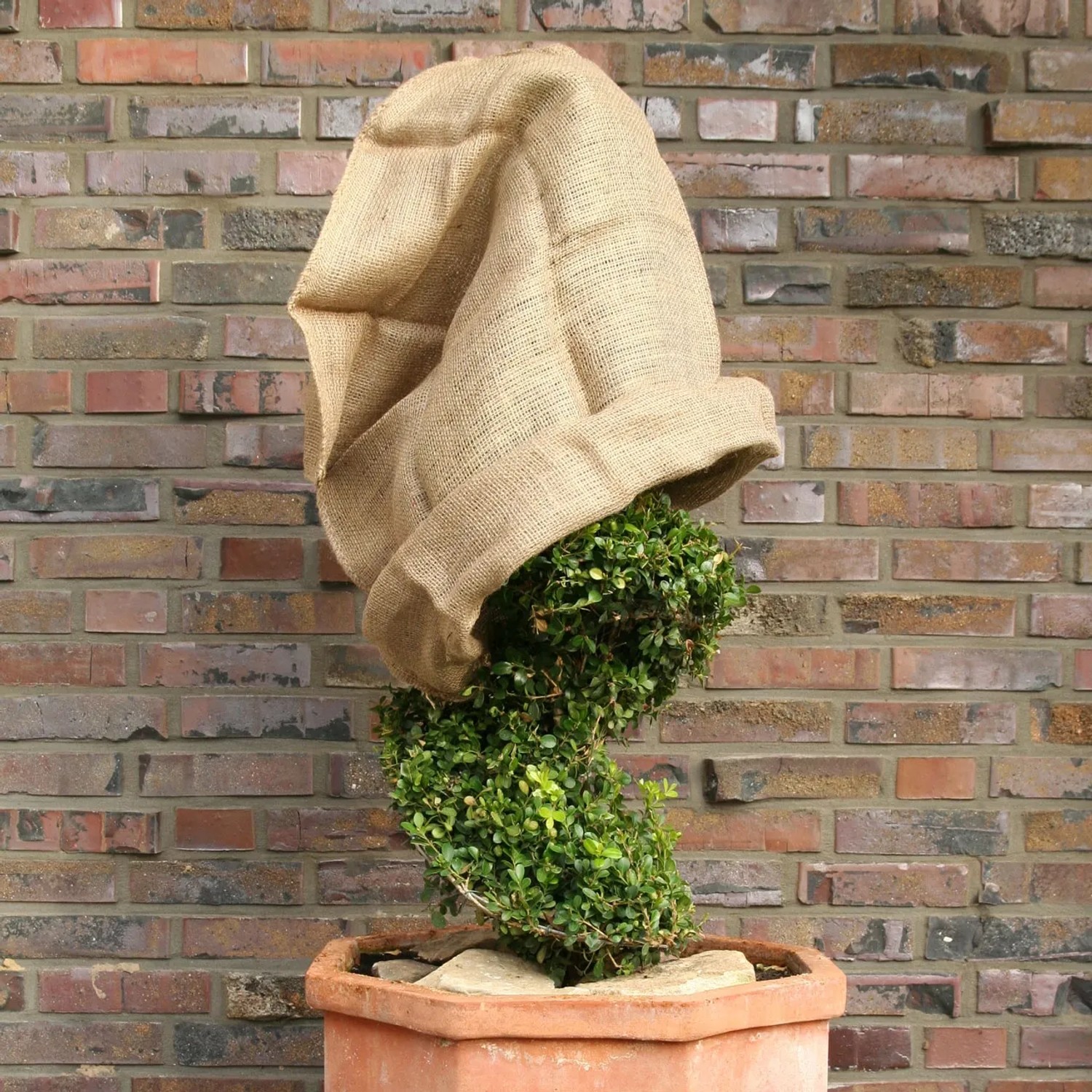 Jutesack als Winterschutz für Pflanze im Topf, Naturmaterial, 60x80cm.