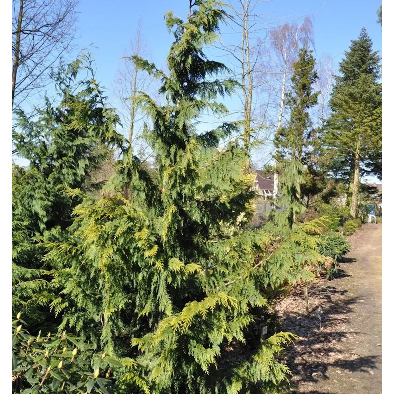 Gelbe Nootka  Scheinzypresse Aurea 80-100cm - Chamaecyparis nootkatensis