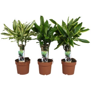 Drei Drachenbäume (Dracaena Fragrans) in Töpfen, verschiedene Sorten mit unterschiedlichen Blattzeichnungen.