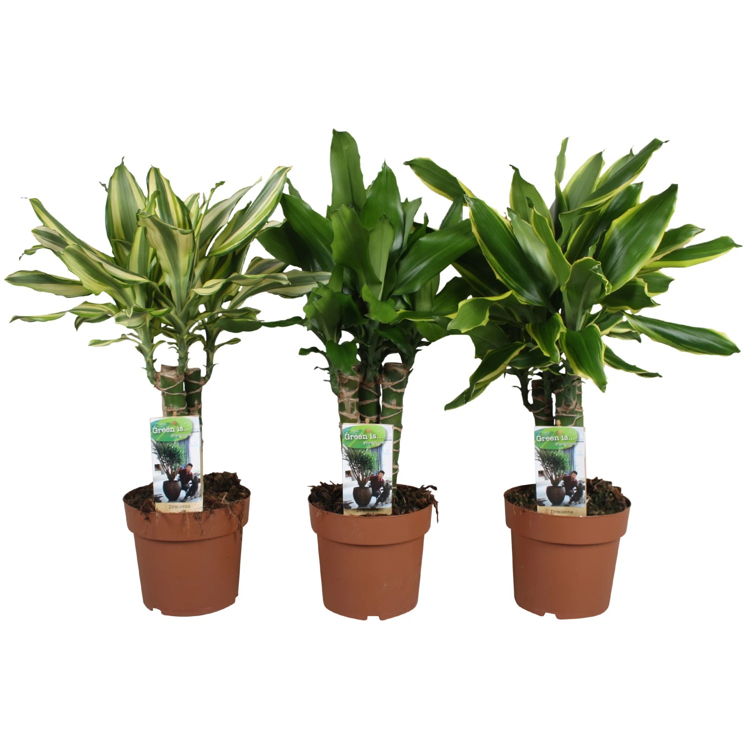 GROW by OBI Dracaena fragrans Drachenbaum Hhe 55-75 cm Topf  17 cm kaufen  bei OBI