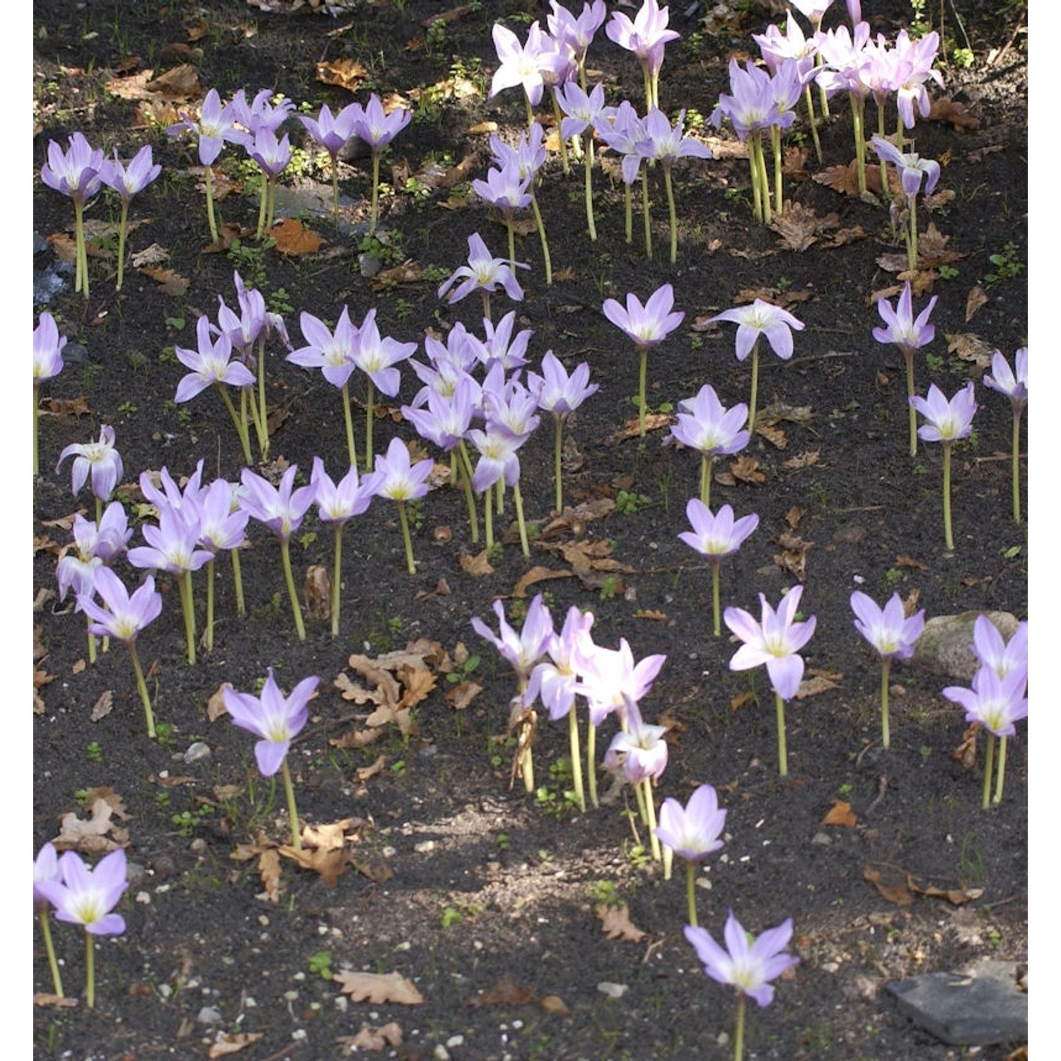 Riesen-Herbstzeitlose - Colchicum bornmuelleri günstig online kaufen