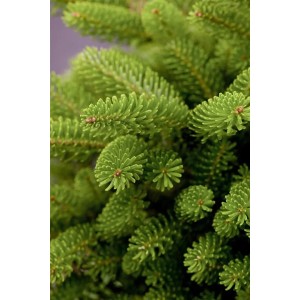 Nahaufnahme der grünen Nadeln einer Koreanischen Tanne (Abies koreana Molli).