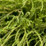 Detailaufnahme der grünen Chamaecyparis Pisifera Filifera Nana Zypresse.
