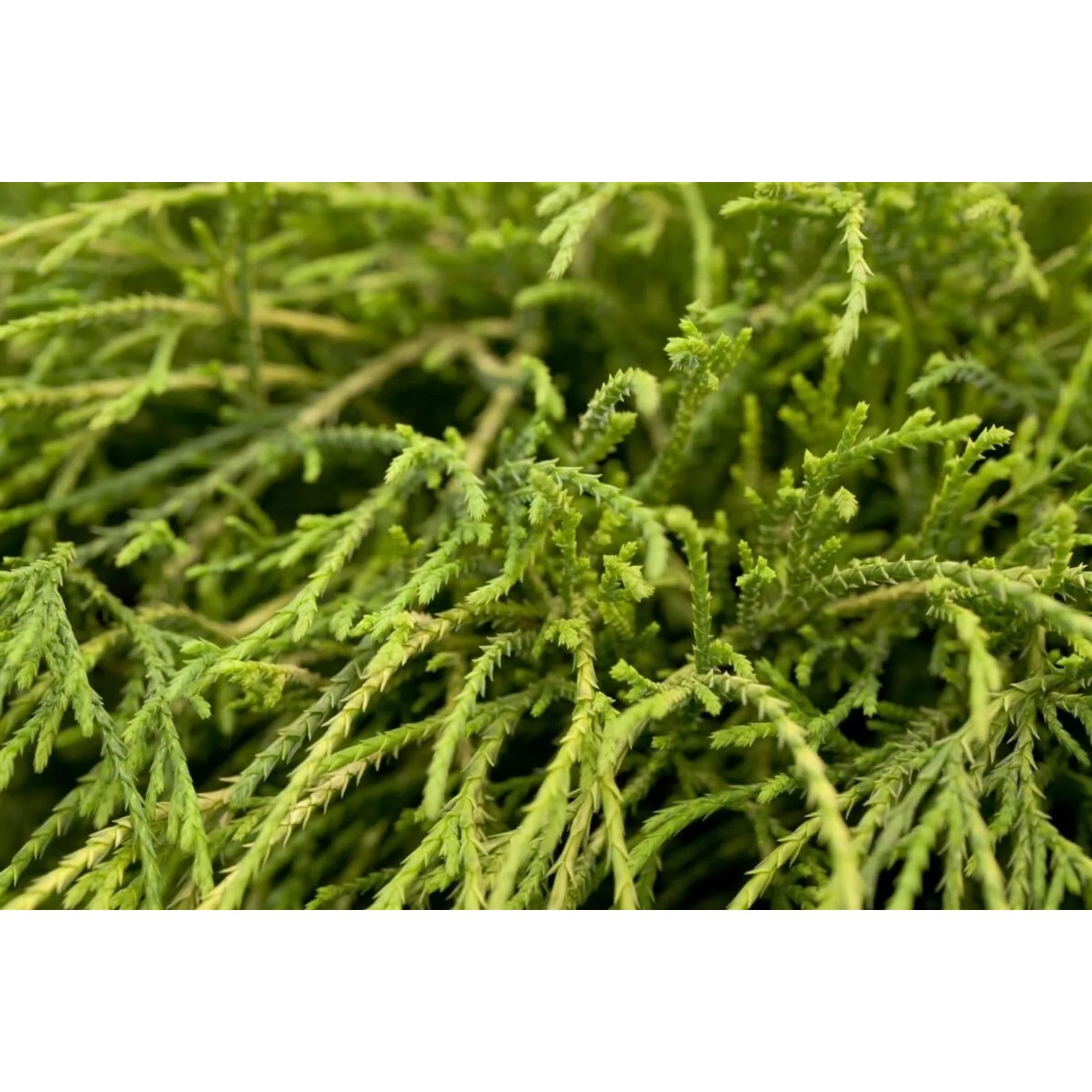 Detailaufnahme der grünen Chamaecyparis Pisifera Filifera Nana Zypresse.