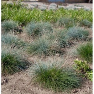 Blaugrüne Blauschwingel Festina (Festuca cinerea) Stauden im Gartenbeet.