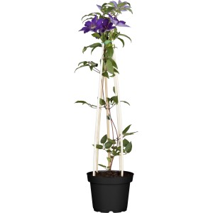Waldrebe Jackmanii Violett im Topf mit Rankhilfe. Clematis mit violetten Blüten.