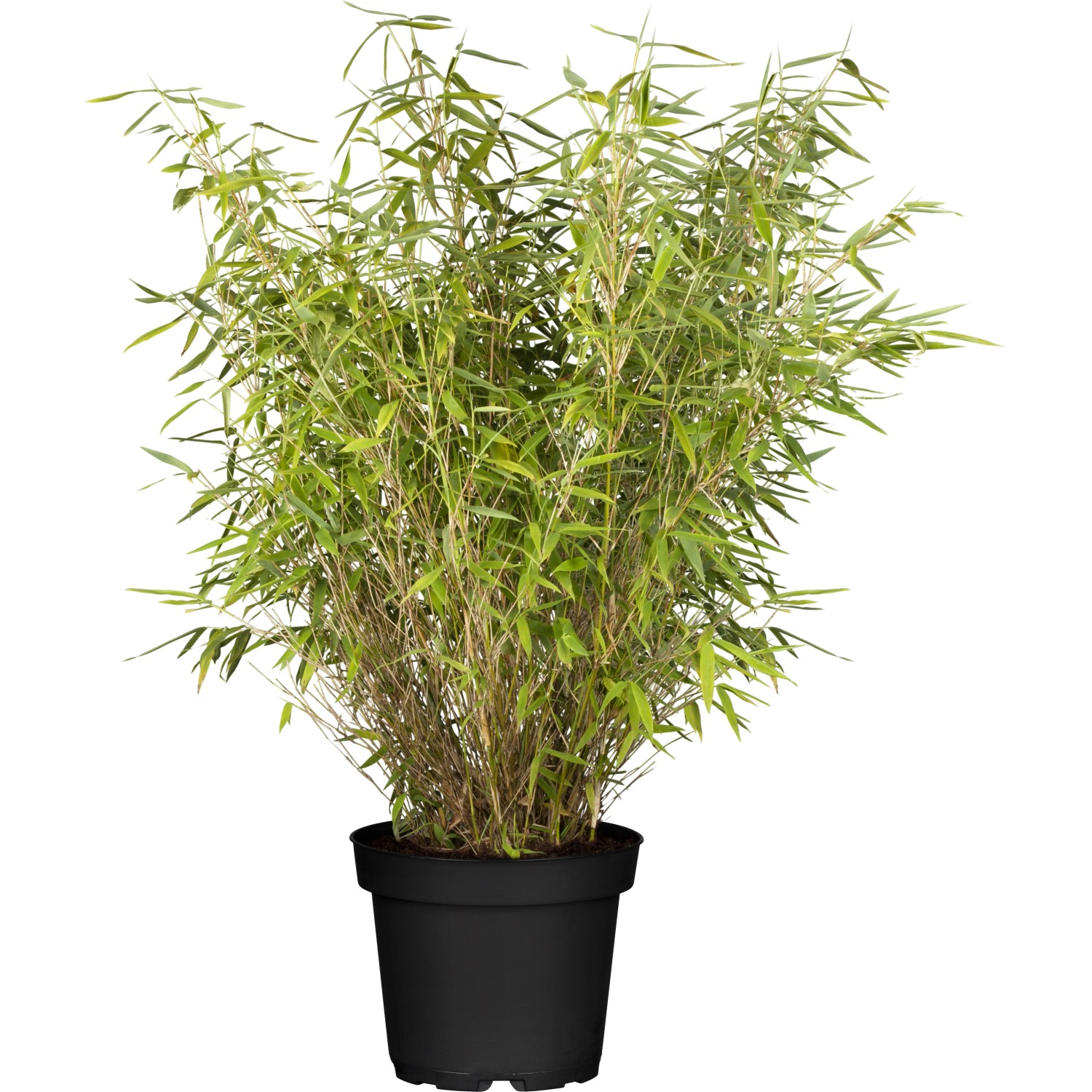 Heckenbambus Jumbo Set à 40 Stück Höhe ca. 60 - 80 cm Fargesia murielae