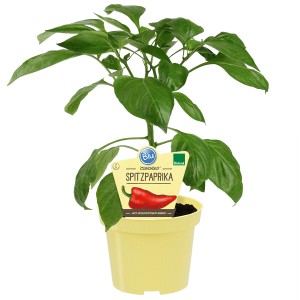 Blu Bio-Spitzpaprika Conored im Topf, grüne Pflanze mit roter Paprika auf dem Etikett.