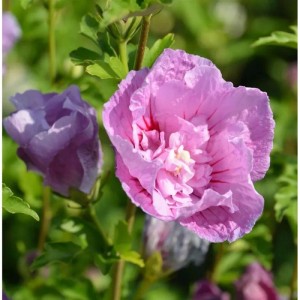 Garteneibisch Lavender Chiffon, Hibiscus mit lavendelfarbener Blüte.
