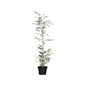 Eucalyptus Silver Dollar im Topf, ca. 60-80 cm hoch. Silberbläuliche Blätter, ideal für Garten und Kübel.