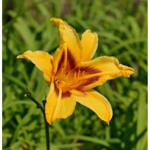 Gelbe Taglilie Bonanza (Hemerocallis) mit braunroten Akzenten im Garten.