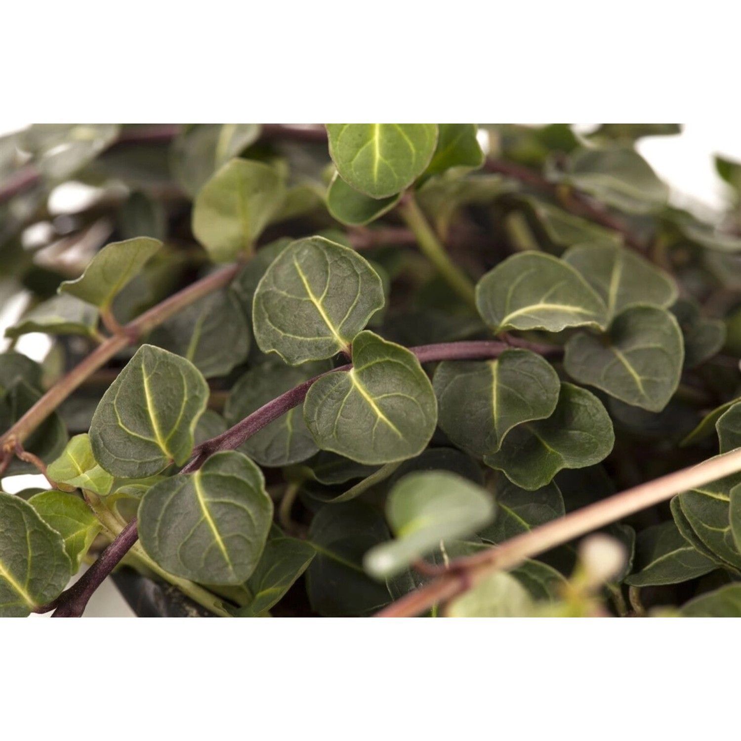 Mitchella Repens Teppichpflanze Immergrün Ca. 9x9 cm Topf günstig online kaufen