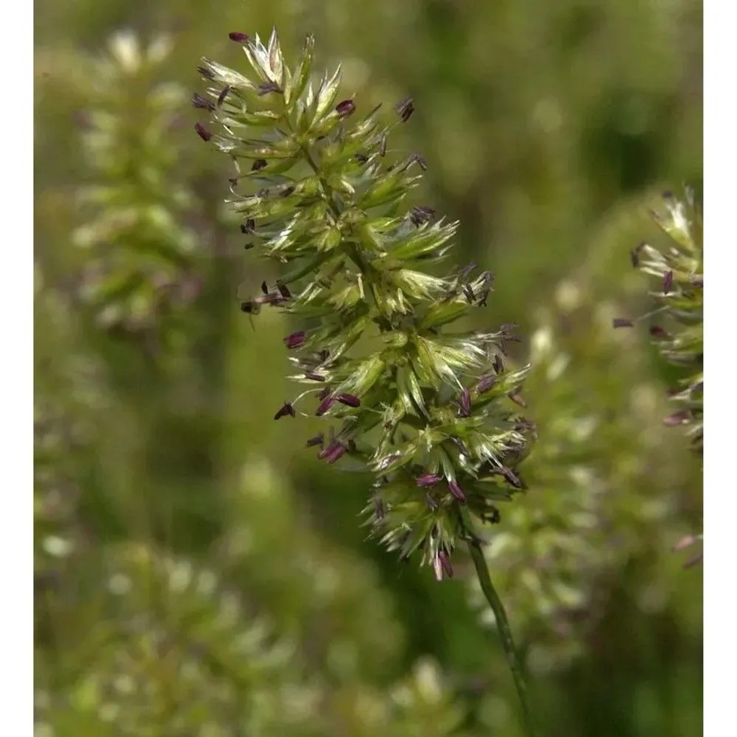 Zierliches Schillergras - Koeleria macrantha