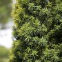 Detailaufnahme einer Taxus baccata Kugel (80-90 cm), einer immergrünen Heckenpflanze.
