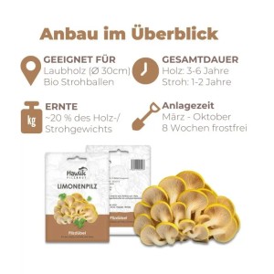 Hawlik Pilzbrut Myzel Dübelbrut Limonenpilze für Pilzzucht im Garten auf Strohballen und Holzstämmen