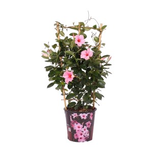 Dipladenie Spalier, ca. 100cm hoch, mit rosa Blüten im Topf. Blühende Kübelpflanze für sonnige Standorte.