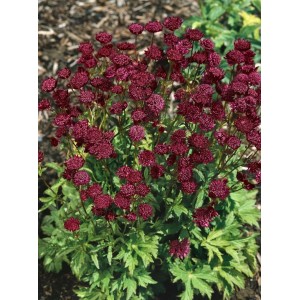 Buschige Sterndolde 'Ruby Cloud' mit rubinroten Blüten im 9x9 cm Topf.