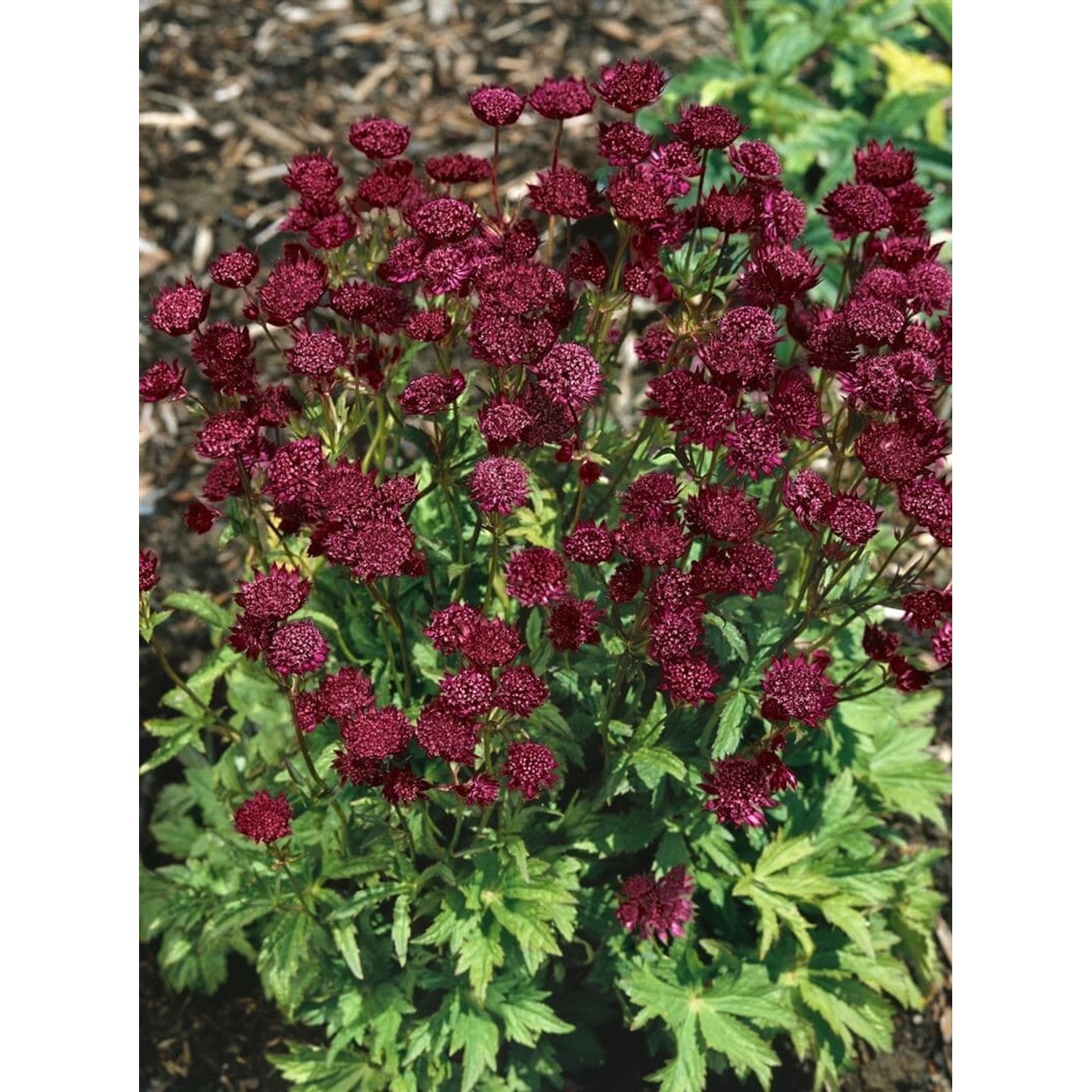 Astrantia Major Ruby Cloud Sterndolde Ca. 9x9 cm Topf günstig online kaufen