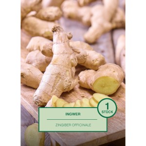 Frischer Ingwer (Zingiber officinale) auf Holzbrett, ideal zum Pflanzen. Ein Stück.