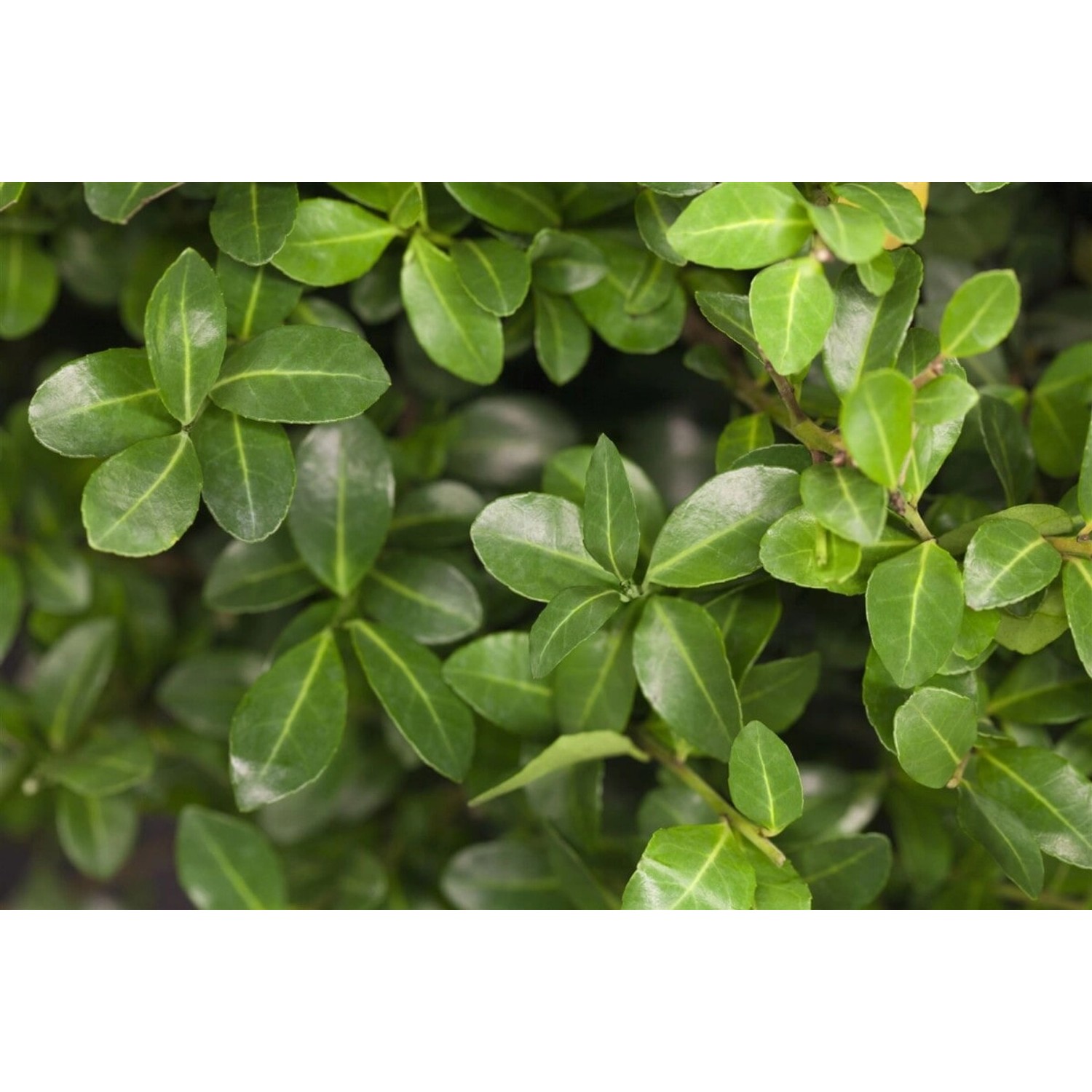 Ilex Crenata Maxima Japanische Stechpalme Kugel 35 cm günstig online kaufen